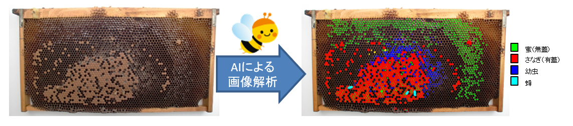 長谷川 まどか-hp_study_bee