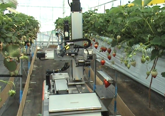 尾崎 功一-図１イチゴ収穫ロボットの実証試験
