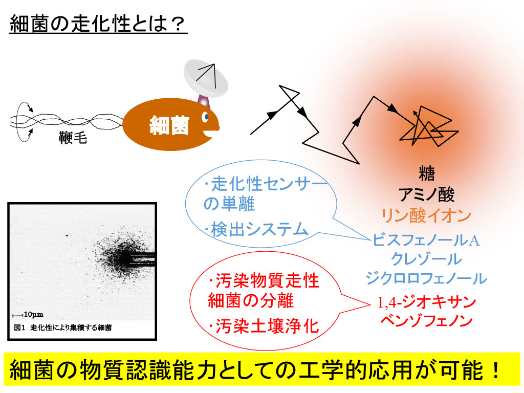 荷方 稔之-研究内容資料